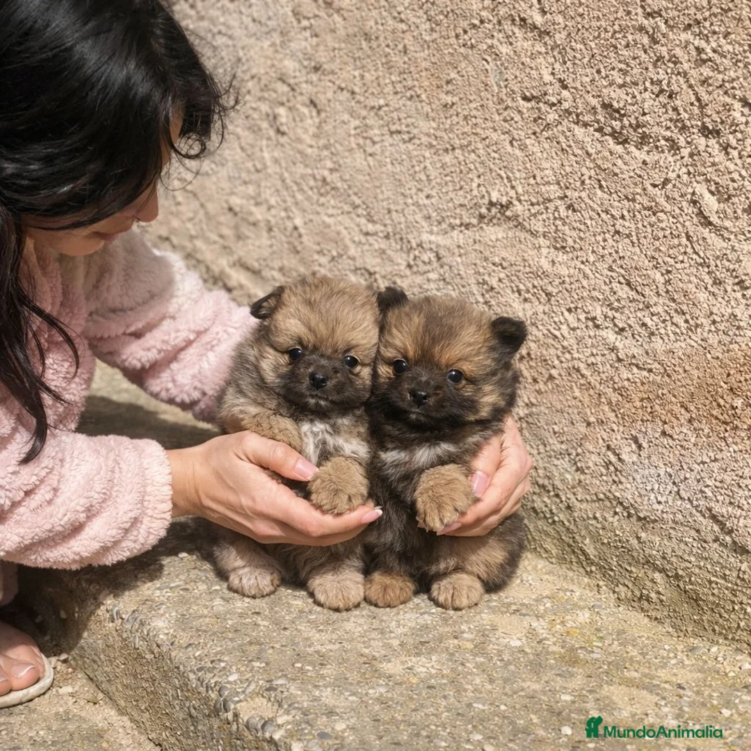 Pomerania perros en venta: Pomerania cara oso - Anuncio 1