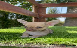 Chihuahua perros en venta: CHIHUAHUA MACHO - Imagen 3