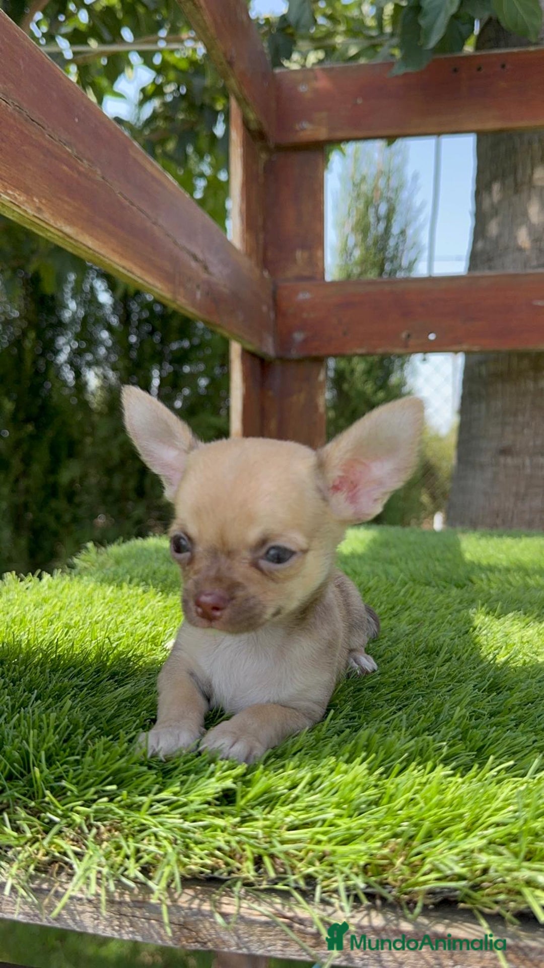 Chihuahua perros en venta: CHIHUAHUA MACHO - Imagen 3