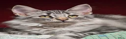 Bosque de Noruega gatos en venta: Bosques de Noruega  - Anuncio 12