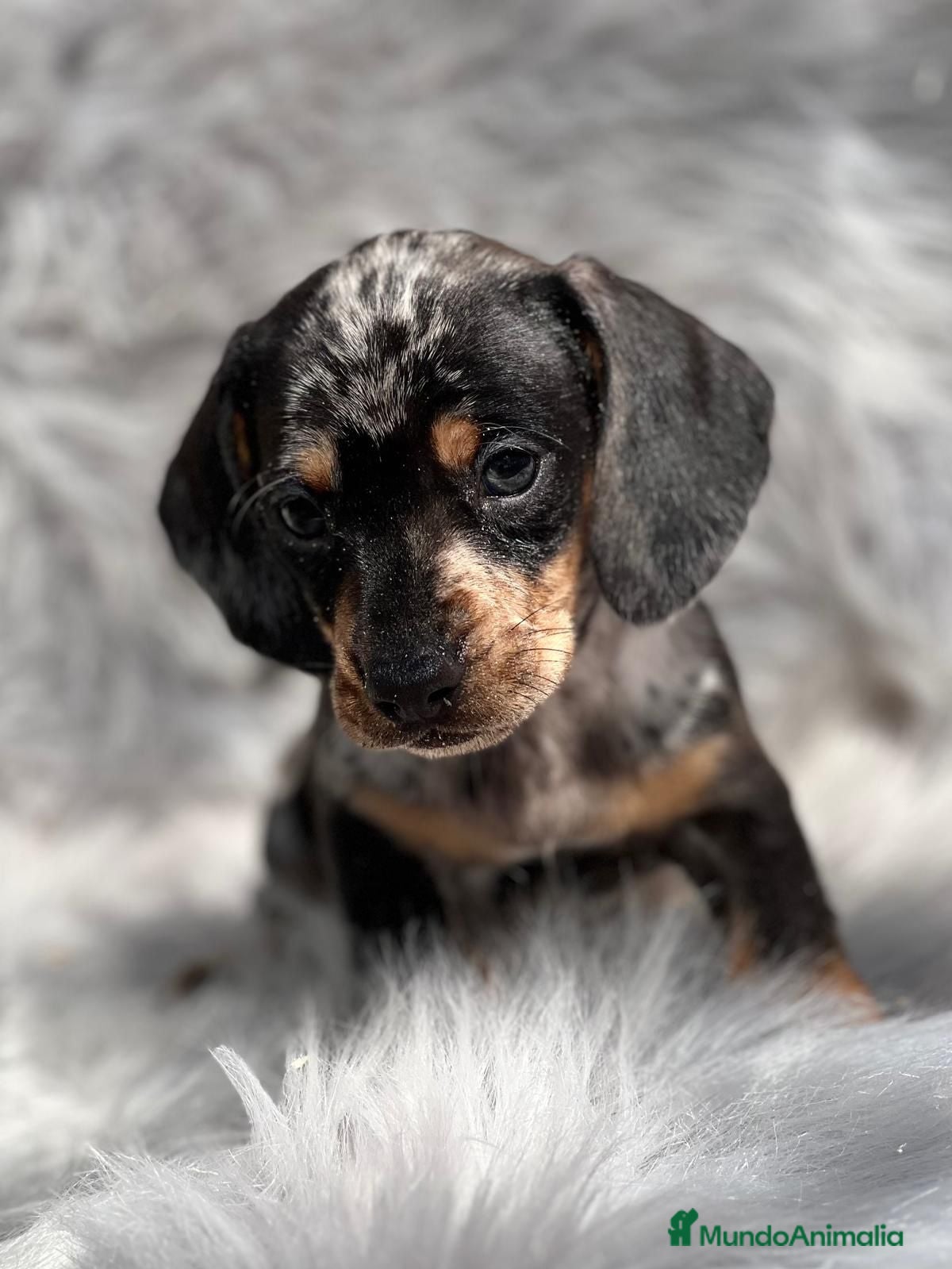 Teckel Miniatura perros Teckel miniatura  en Barcelona - Anuncio 7