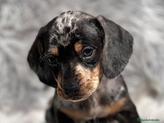 Teckel Miniatura perros en Barcelona - Anuncio 19