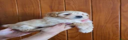 Maltipoo perros en venta: Maltipoo macho - Anuncio 3