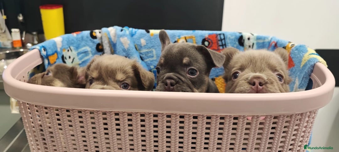 Bulldog Francés perros en venta: Bulldog Frances Fluffy cachorros impresionantes  - Imagen 8
