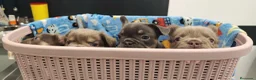 Bulldog Francés perros en venta: Bulldog Frances Fluffy cachorros impresionantes  - Anuncio 8