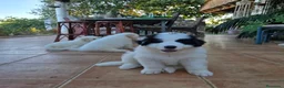 Perro de Montaña de los Pirineos perros en adopcion: Cedo cachorros de perro de montaña de los Pirineos - Anuncio 4