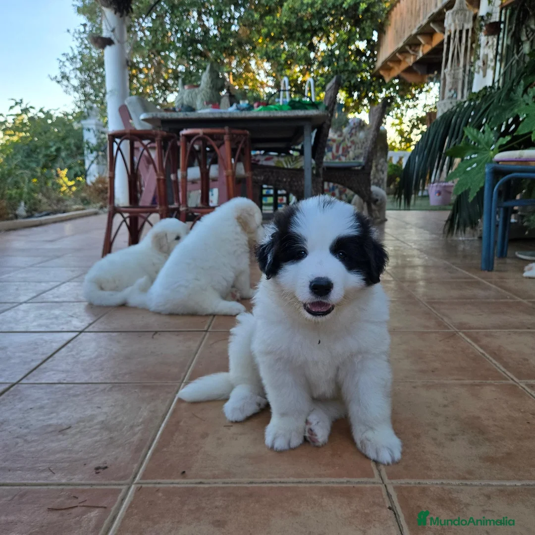 Perro de Montaña de los Pirineos perros en adopcion: Cedo cachorros de perro de montaña de los Pirineos - Anuncio 4