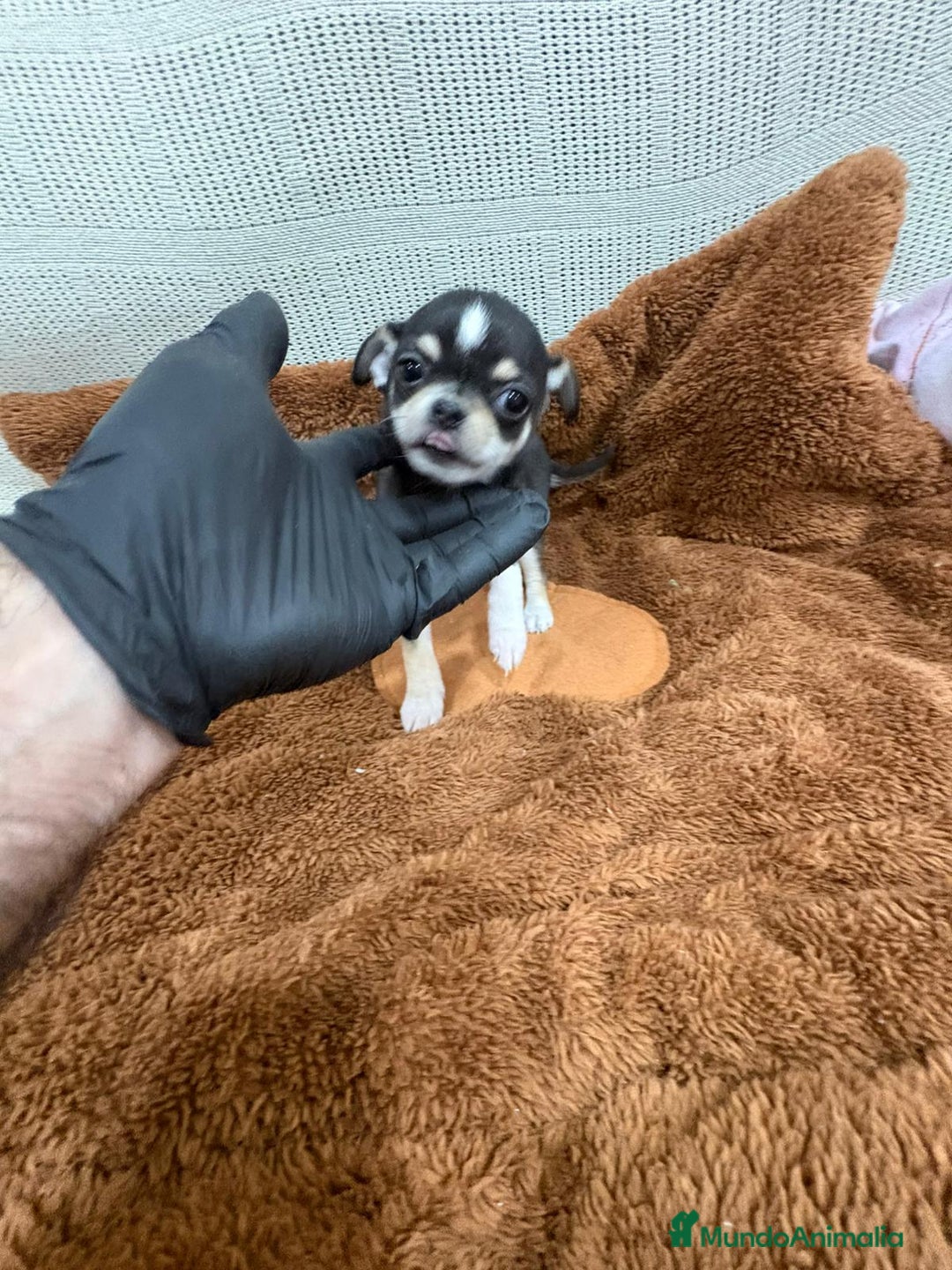 Chihuahua perros en venta: Chihuahua hembra - Anuncio 3