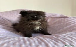 Pomerania perros en venta: Lulu pomerania MICRO TOY  - Imagen 16