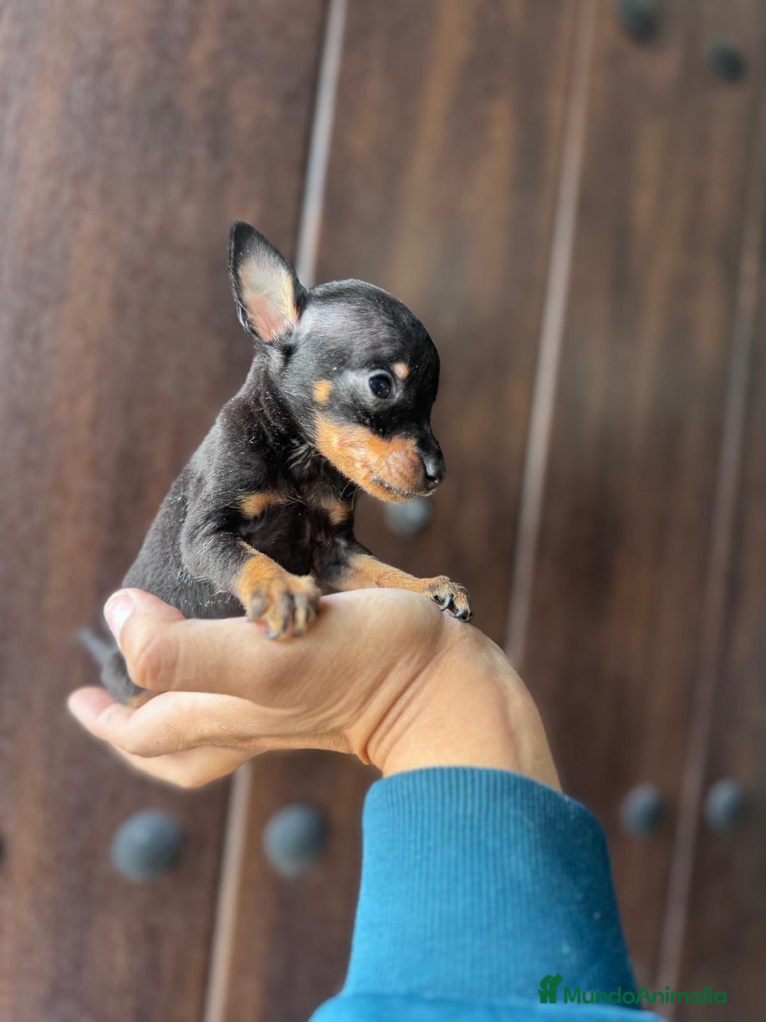 Pinscher Miniatura perros en venta: MINI PINSCHER MUNIATURA - Anuncio 13