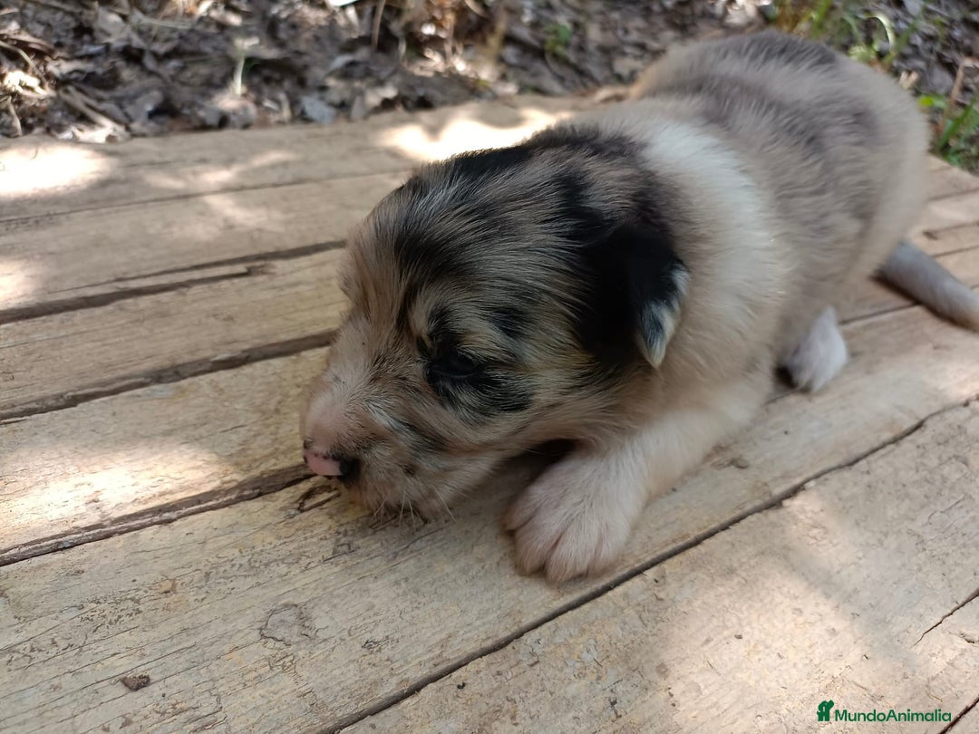 Border Collie perros en venta: Border collie chocolate y merle - Imagen 13
