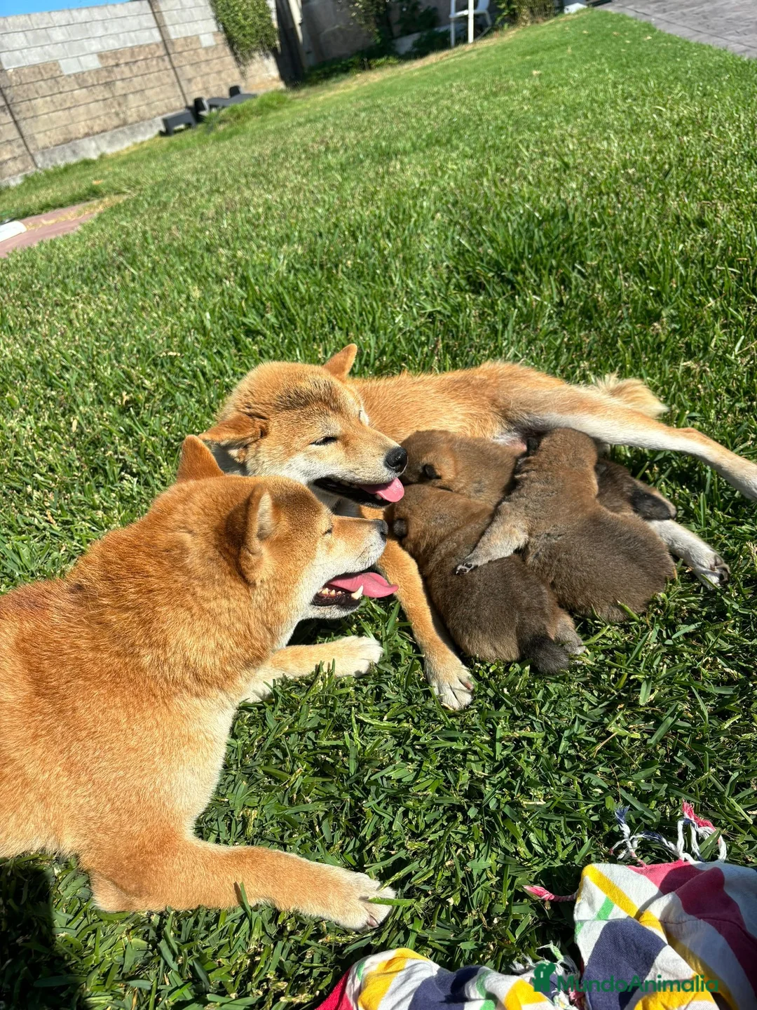 Shiba Inu perros en venta: SHIBA INU EN PONTEVEDRA - Anuncio 1