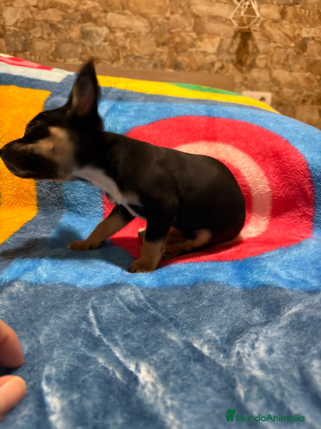 Pinscher Miniatura perros en venta: Pinscher miniatura tricolor - Anuncio 5