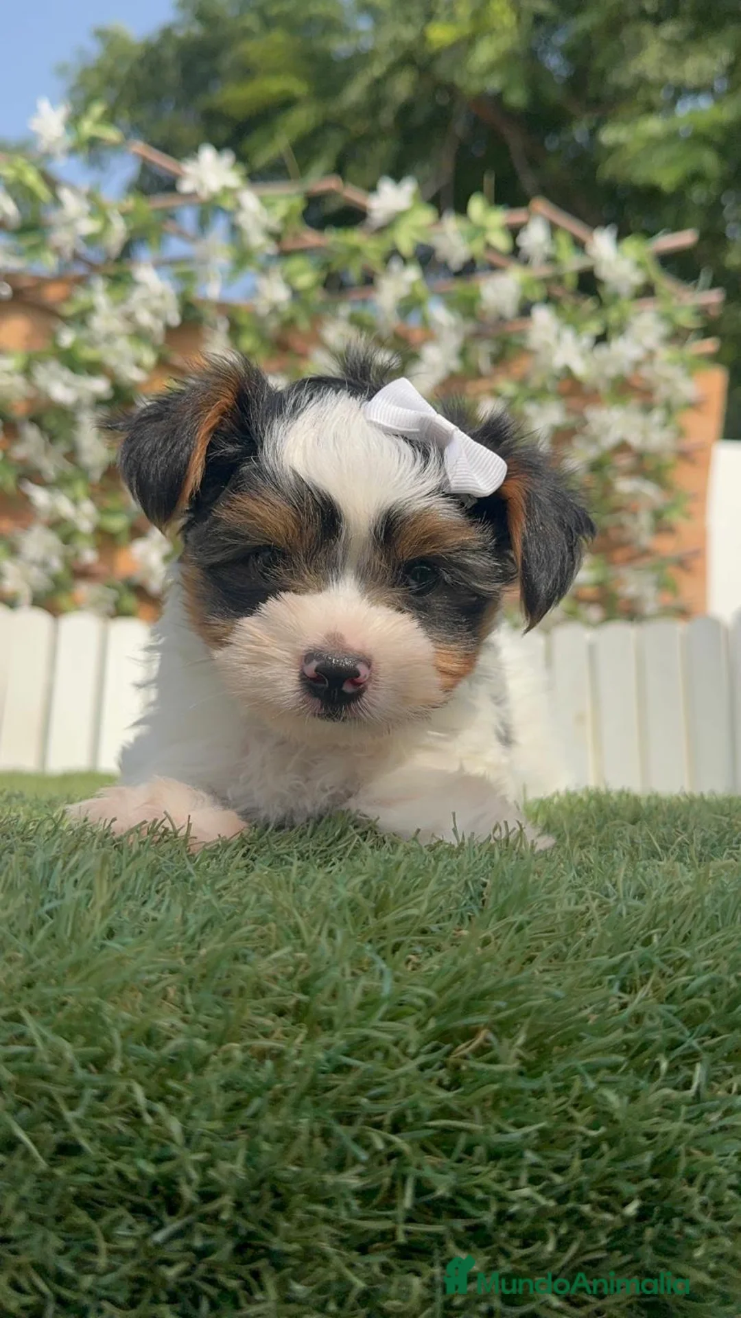 Yorkshire Terrier perros en venta: YORKSHIRE BIEWER - Anuncio 2