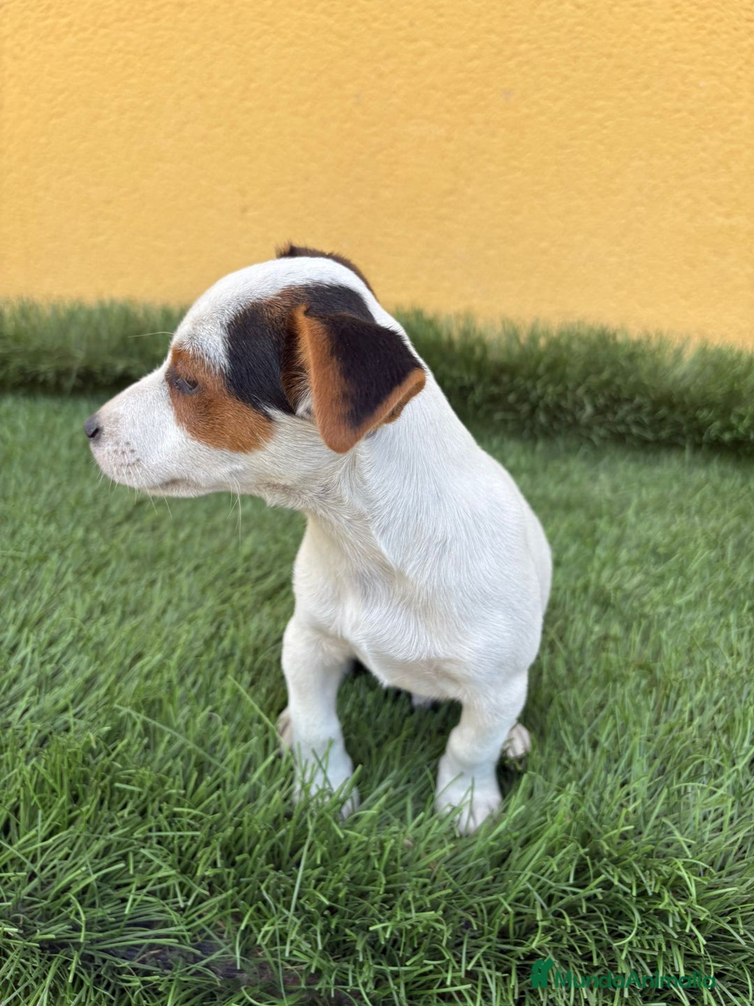 Jack Russell Terrier perros en venta: Macho de Jack Russell Terrier  - Imagen 16