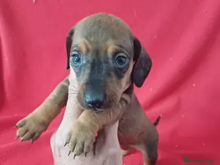 Teckel Miniatura perros Teckel Miniatura Sable - Anuncio 35