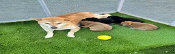 Shiba Inu perros en venta: Shiba inus - Anuncio 4