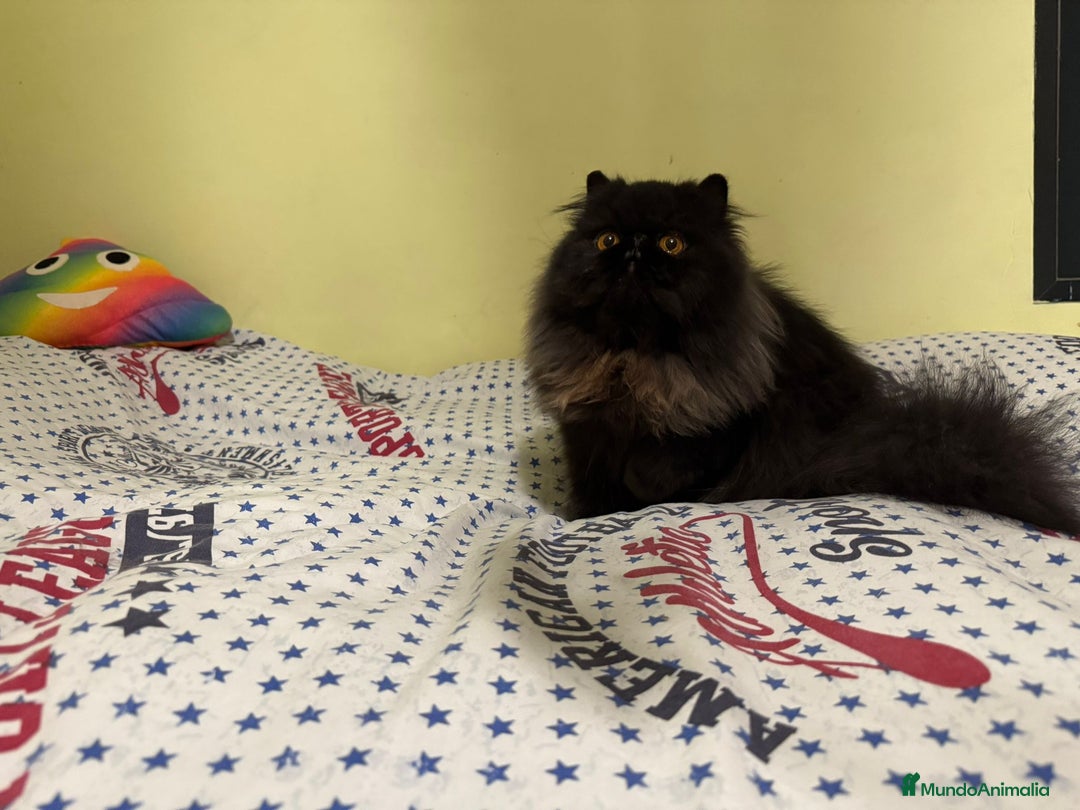 Persa gatos en venta: Gatos persas - Anuncio 2