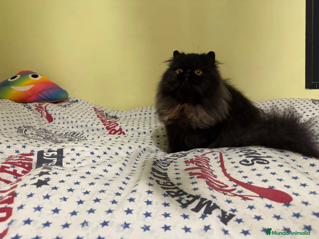 Persa gatos en venta: Gatos persas - Anuncio 2