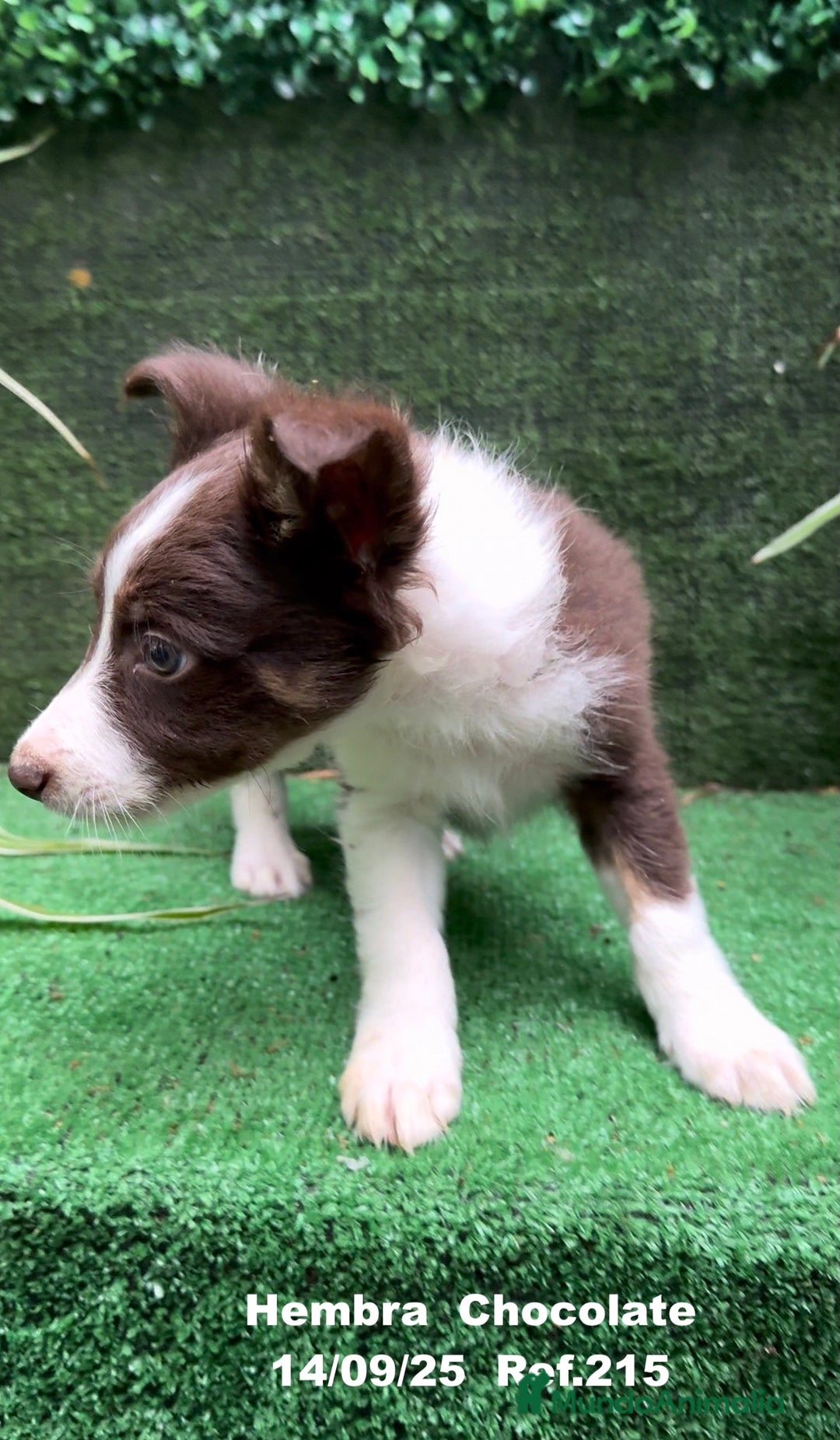 Border Collie perros en venta: Border Collie Chocolate - Imagen 10