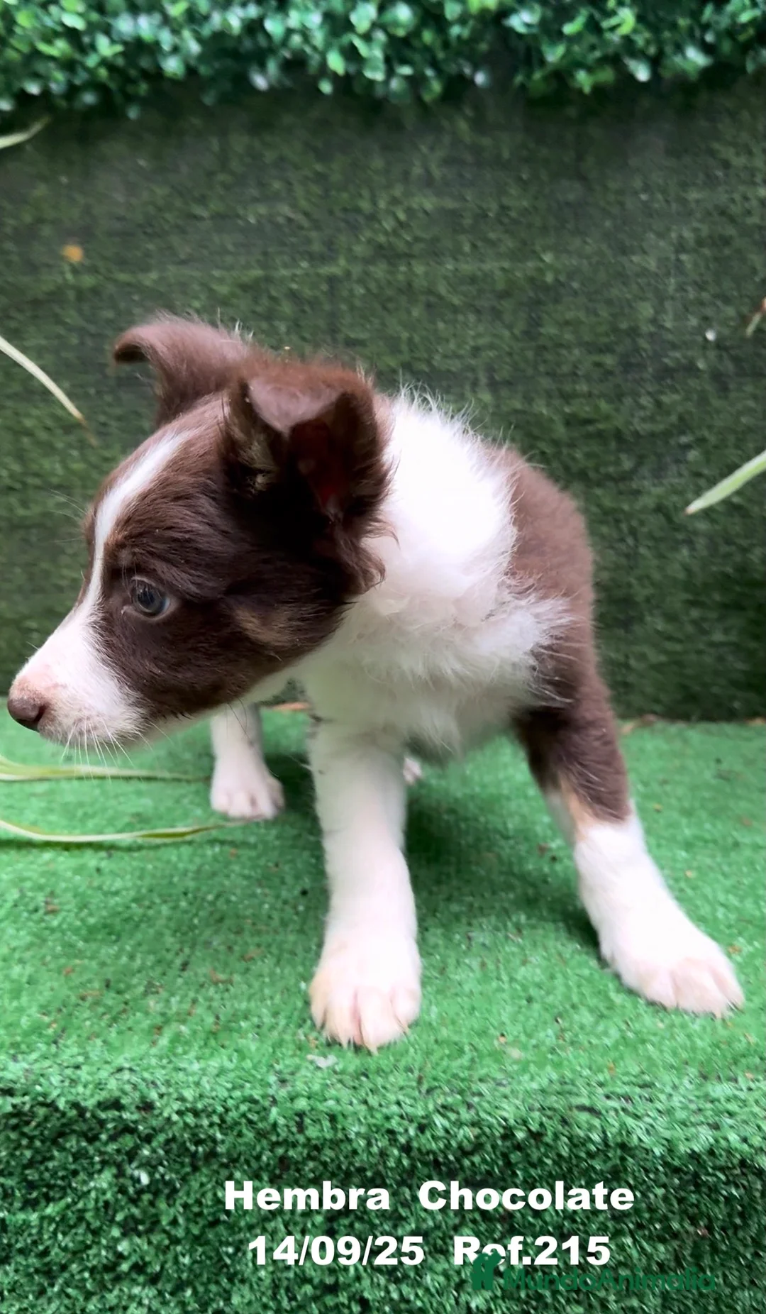 Border Collie perros en venta: Border Collie Chocolate - Anuncio 10