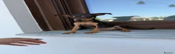 Pinscher Miniatura perros en venta: Mini pincher Merle disponibles  - Anuncio 1