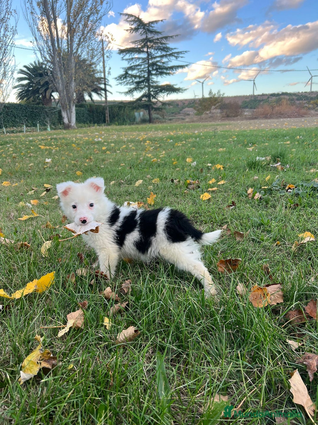 Border Collie perros en venta: Border collie  en La Rioja - Anuncio 2