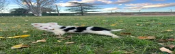 Border Collie perros en venta: Border collie  en La Rioja - Anuncio 2