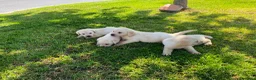 Labrador Retriever perros en venta: Labrador Retrieve - Anuncio 6