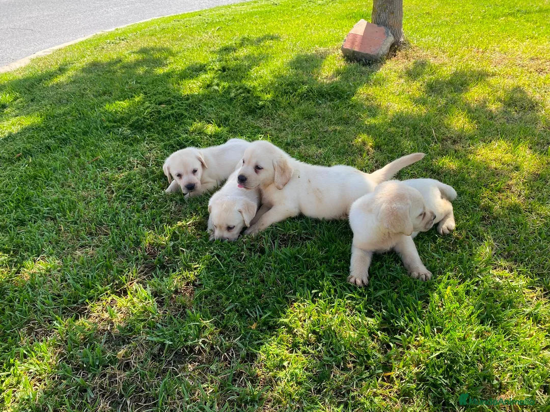 Labrador Retriever perros en venta: Labrador Retrieve - Anuncio 6