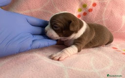 Chihuahua perros en venta: Chihuahuas hembras - Imagen 8