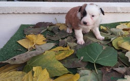 Border Collie perros en venta: GRAN CAMADA DE BORDER COLLIE - Imagen 12