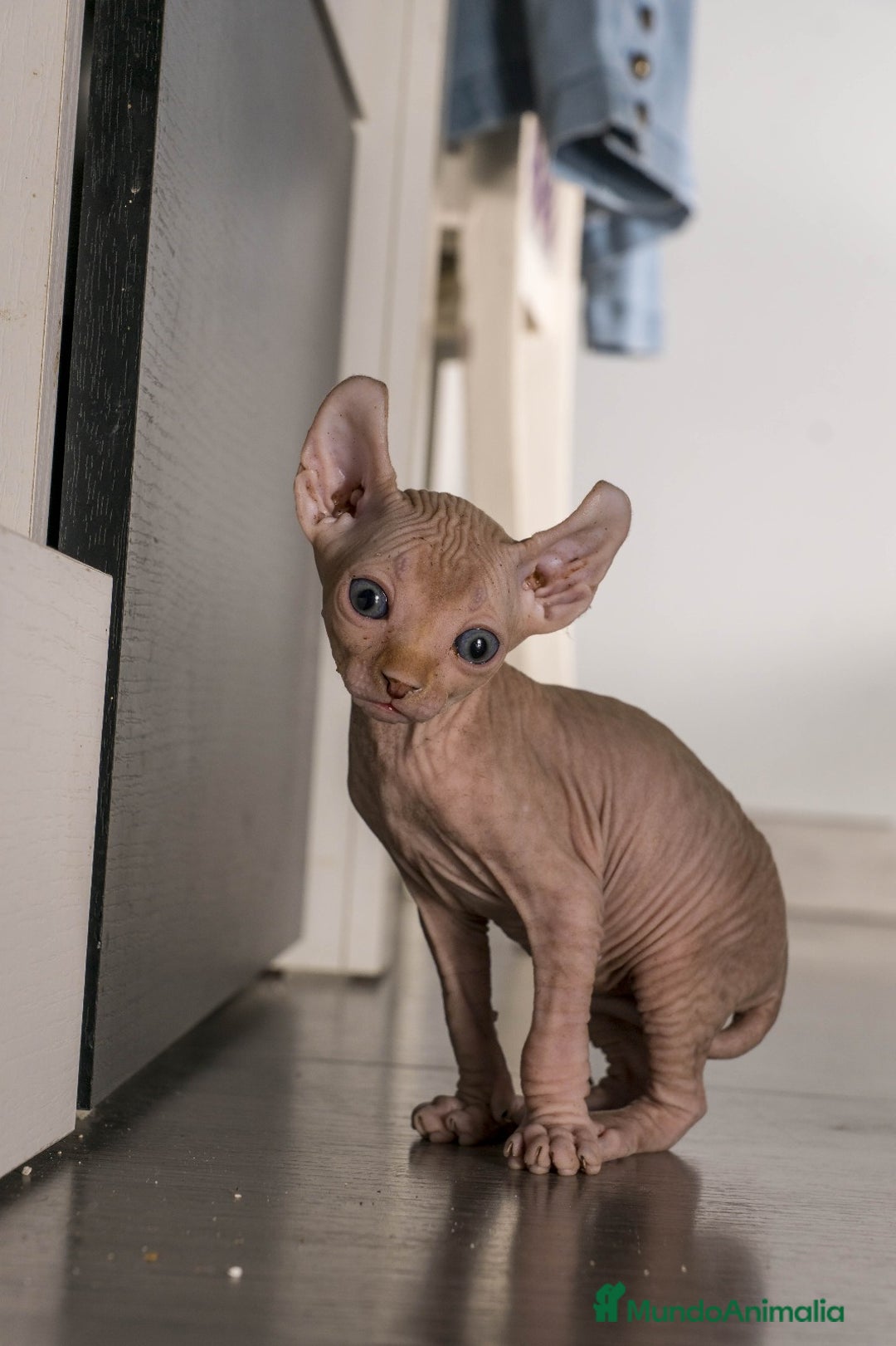 Sphynx gatos en venta: Sprinxt  - Imagen 8