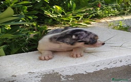 Chihuahua perros en venta: Chigugua macho arlequín  - Imagen 5