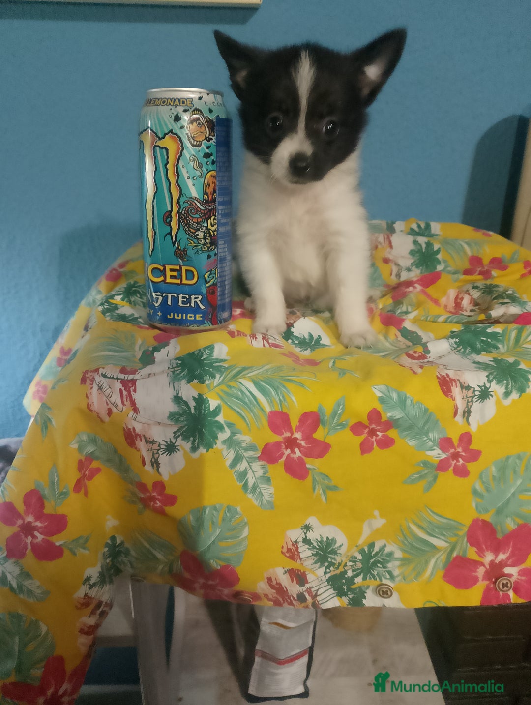 Chihuahua perros en venta: Última hembra de pomchi - Imagen 10