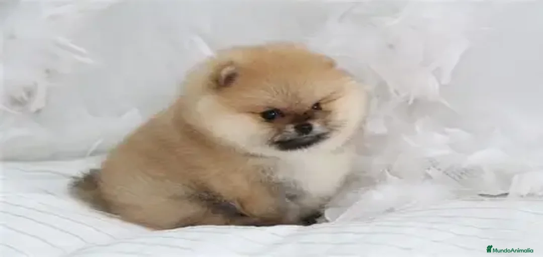 Imagen de galería {{count}}