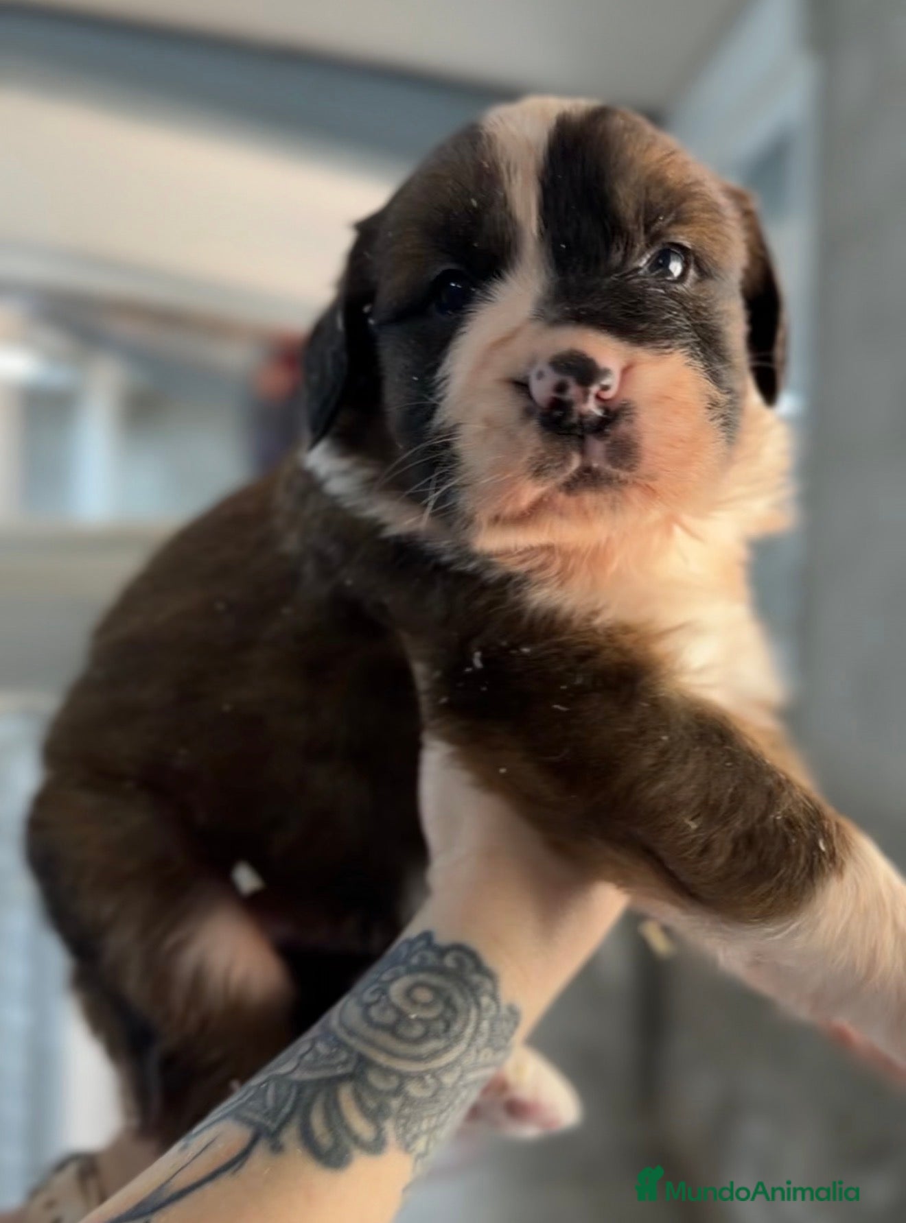 Raza Mixta perros San bernese  - Anuncio 2