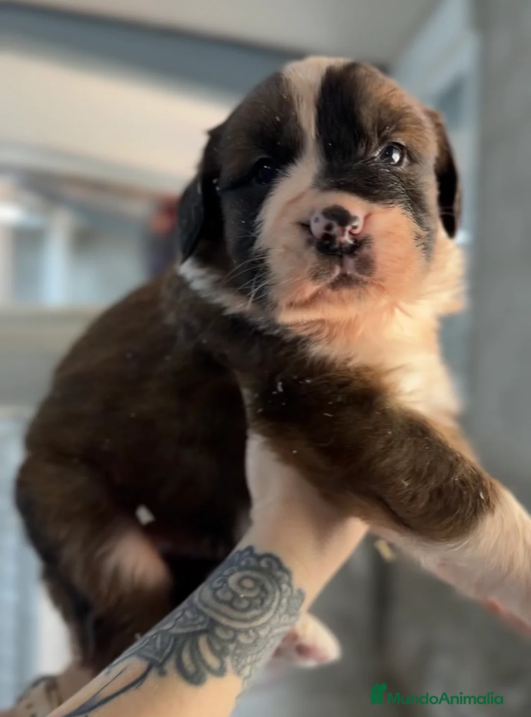 Raza Mixta perros en venta: San bernese  - Anuncio 2