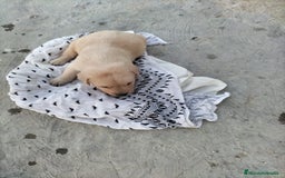 Labrador Retriever perros en venta: Labrador dorado - Imagen 2