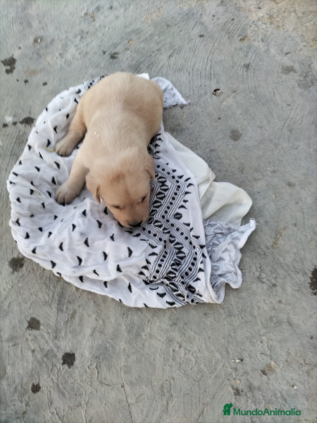 Labrador Retriever perros en venta: Labrador dorado - Imagen 2