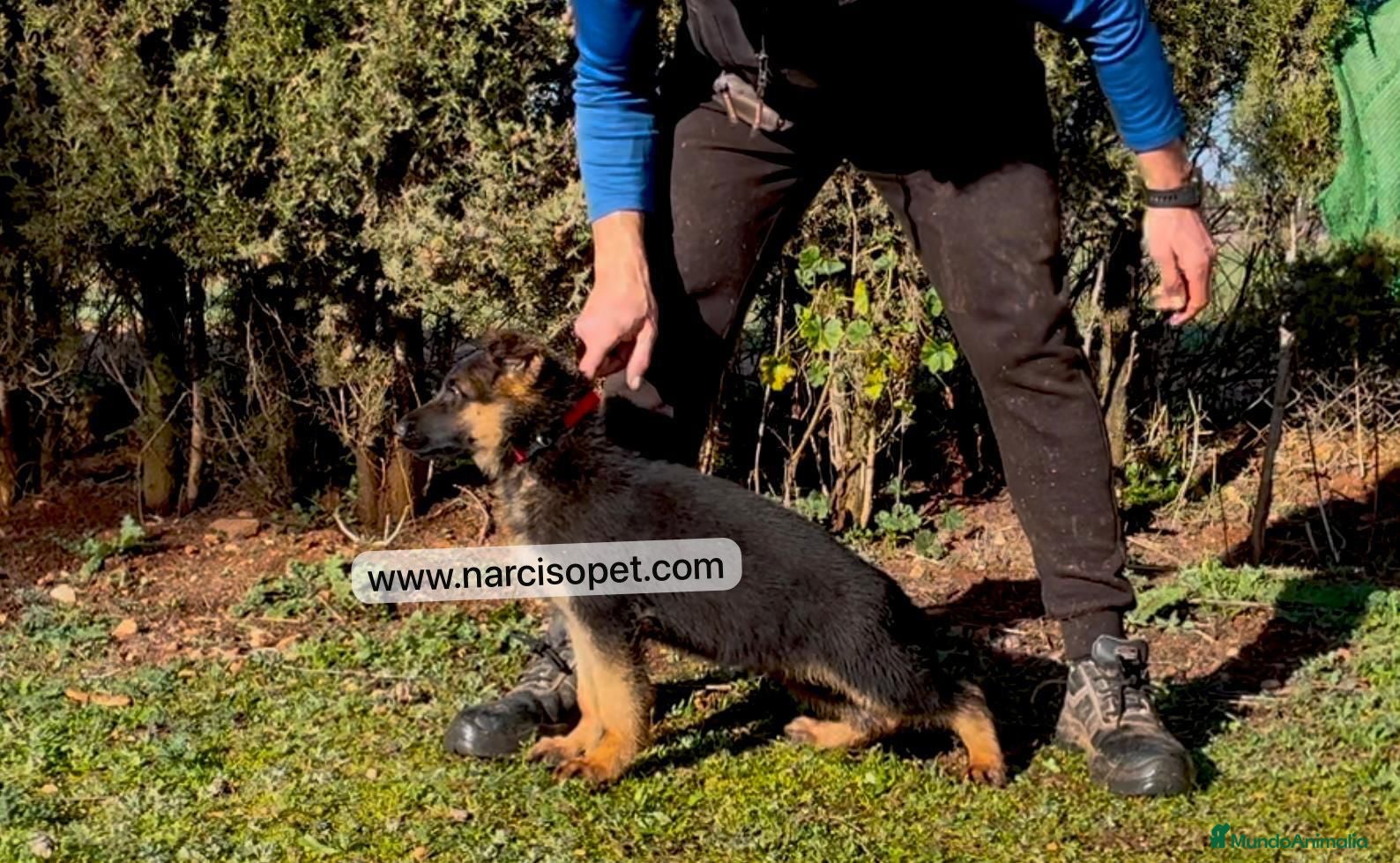 Pastor Alemán perros PASTOR ALEMAN CON GARANTIAS en Asturias - Anuncio 39