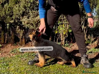 Pastor Alemán perros PASTOR ALEMAN CON GARANTIAS en Asturias - Anuncio 39