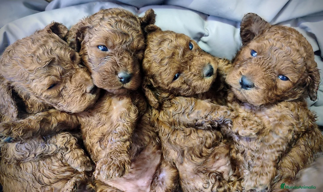 Caniche Toy perros en venta: Caniche Toy  - Anuncio 5