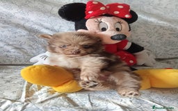 Pomerania perros en venta: Hembra y macho pomerania toys  - Imagen 1