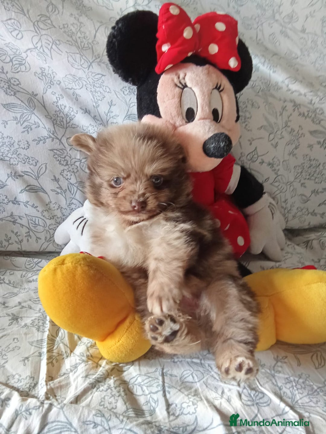 Pomerania perros en venta: Hembra y macho pomerania toys  - Imagen 1
