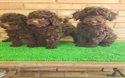Caniche Toy perros en venta: Caniche   - Imagen 10