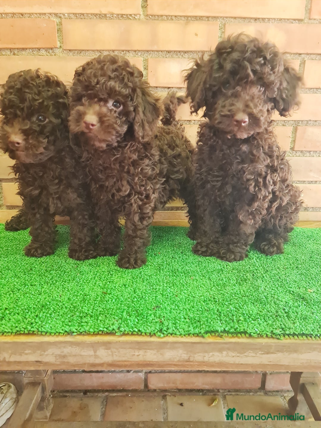 Caniche Toy perros en venta: Caniche   - Imagen 10