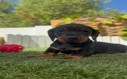 Teckel Miniatura perros en venta: TECKEL MINIATURA  - Imagen 30