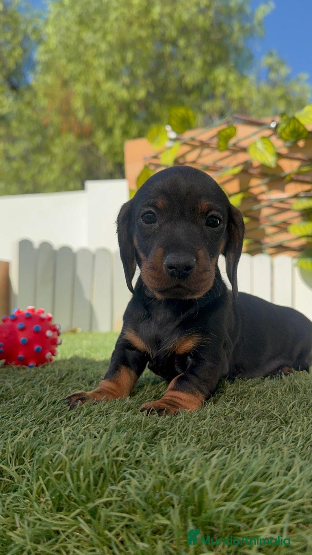 Teckel Miniatura perros en venta: TECKEL MINIATURA  - Imagen 30