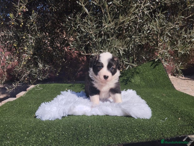 Border Collie perros - Anuncio 2